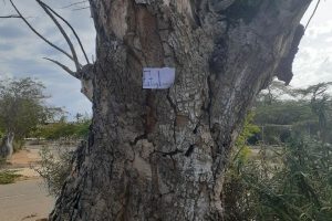 Abusive Father and the Tree that Reminds me of Him.