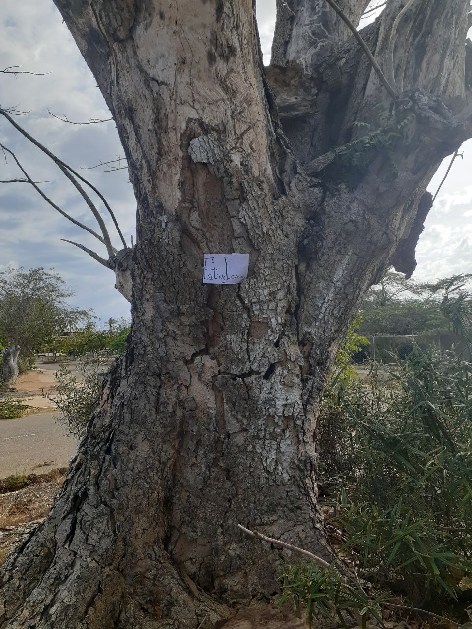 Abusive Father and the Tree that Reminds me of Him.